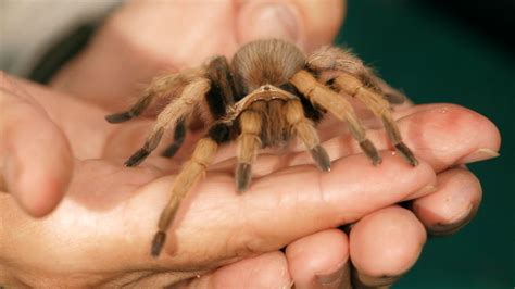 palomino blonde tarantula|How to Care for a Pet Desert Blond Tarantula .
